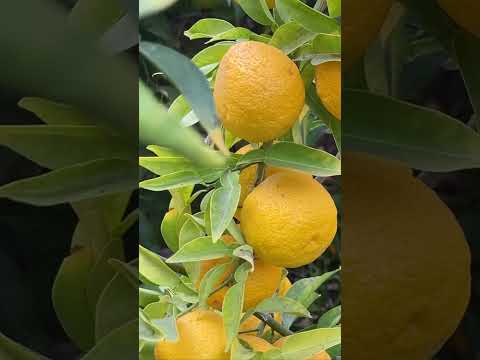 Yuzu Lemon Tree is LOADED With Fruits #shorts #yuzu #gardening #backyardgarden #urbangarden #garden