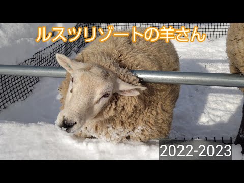 ルスツリゾート2022-2023シーズン 頑張った羊さんにご褒美🎵