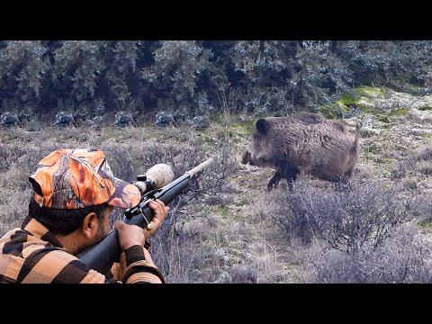 LONG RANGE WILD BOAR HUNT - UZUN MESAFE DOMUZ VURUŞU