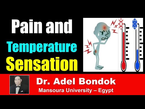 Pathway of Pain and Temperature Sensation, Dr Adel Bondok