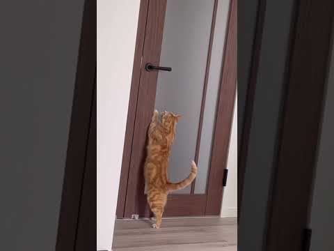 【ねこ動画】ショート動画「ドアを開ける」扉の向こう側