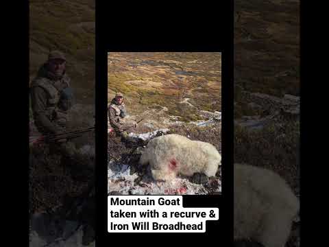 Colorado Mountain Goat taken with a recurve and Iron Will Broadhead