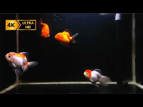 Dream Aquarium in 4K | Relaxing Aquarium Music for Instant Sleep, Beat Insomnia & Reduce Anxiety