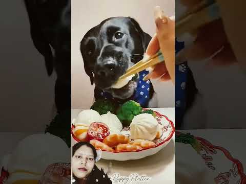 #dog #dogfood #mukbang #dogfooding #eating #puppyfood #youtube #youtubeshortsviral #youtuber