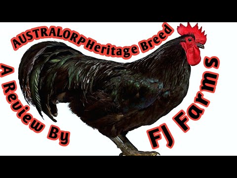 Black Australorp Heritage| Complete Analysis | All you need to know| Breed Review Series| Part V|