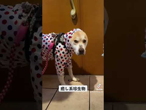 雨は嫌いだけど散歩は大好き。#rescuedog #シニア犬 #保護犬を家族に #doggo ＃dogrun#doglovers #雑種犬