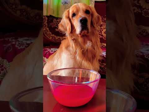 Chef dog bruno tries candle hack