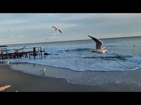 SEAGULLS and MUSIC mashup