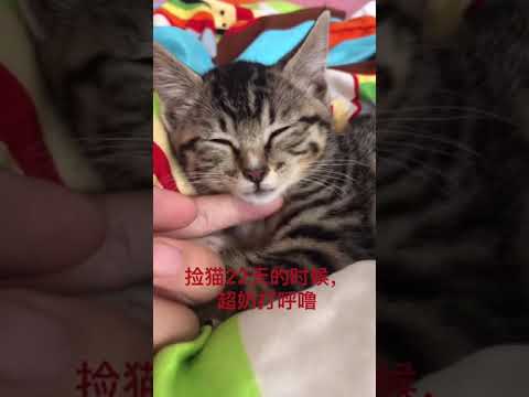 超级凶的小猫