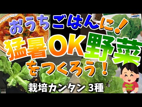 猛暑でも育つ葉物野菜3種を紹介。栽培カンタン、おうちごはんに大活躍。マルガリータピザも作ります。