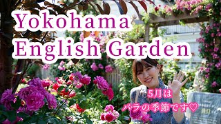 5月はバラの季節🌹『横浜イングリッシュガーデンに行こう！』Yokohama English Garden