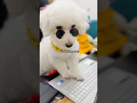 #shorts#youtubeshorts#cute#pets#viralvideo#viralshort#funny#funnyvideos#