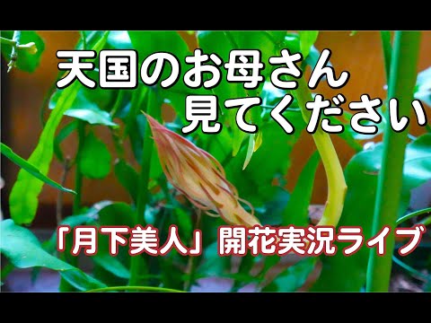 『月下美人愛好会』天国のお母さん、見てください「月下美人開花実況ライブ」