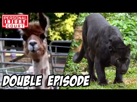 Flesh-Hungry & Violent Beasts - Or Are They? | Double Episode | Personal Injury Court