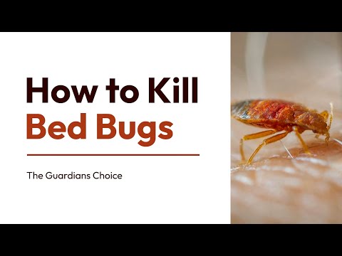 How to Kill Bed Bugs | A Step-by-Step Guide | The Guardians Choice