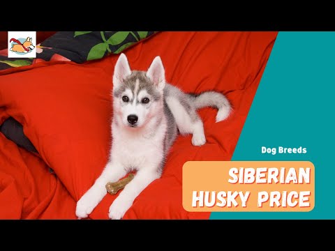 Siberian Husky Price: What Does It Cost To Own and Raise a Husky?