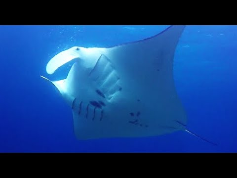 COME DIVE WITH ME IN INDONESIA- 110 minutes underwater relaxation video.