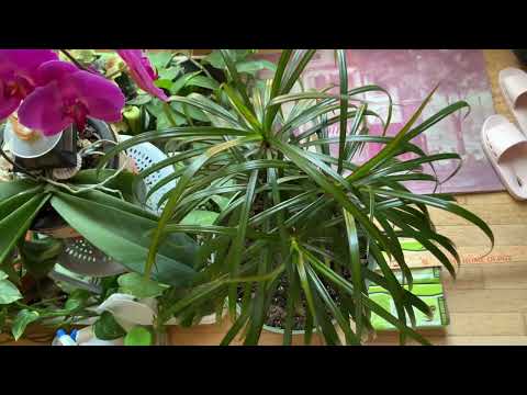 我的龙血树用了这个后叶子不再枯黄…  My dragon tree stopped yellowing after using this …