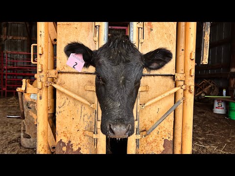 Cattle Tags Turn Techy with RFID, GPS - How To Manage A Cow Herd