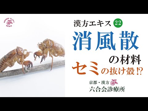 漢方薬に使われる昆虫や動物って？！  「消風散 」になぜ『セミの抜け殻』が使われる？『セミの抜け殻』から漢方薬を知る 〜 京都「漢方」六合会診療所