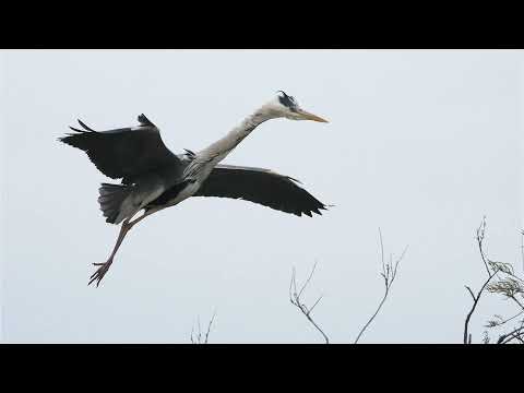 21 Species of Herons and Egrets with Facts and Bird Sounds: Habitats, Migration, Nesting