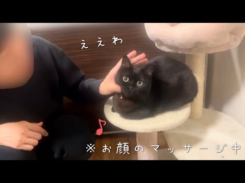 飼い主による顔のマッサージが気持ちいい黒猫