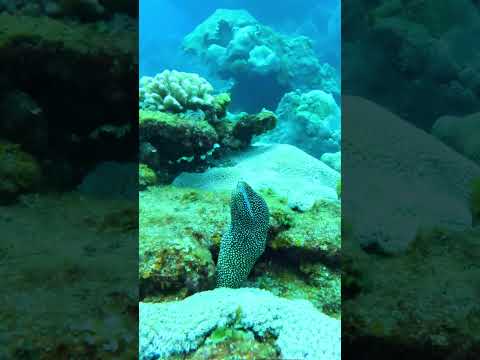 小笠原諸島母島で撮影したウツボ #小笠原諸島 #母島 #diving