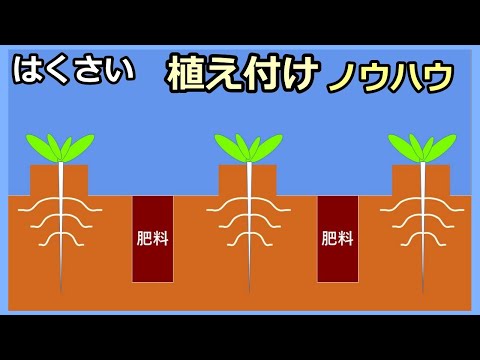 【保存版：白菜の植え付けノウハウ】楽々株間一発施肥で追肥なし 家庭菜園30年目