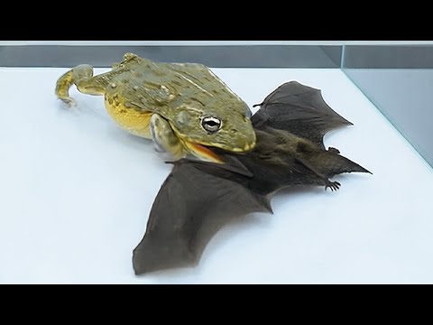 A bat flew in the house, so I gave it to the bullfrog...家里飞来一只蝙蝠，于是我将它送给了牛蛙...