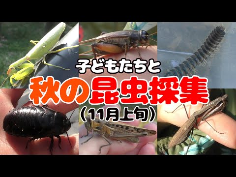 まだ昆虫っているのか？？家族で11月の虫取り！！！