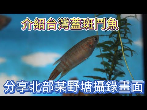 蓋斑鬥魚介紹並分享台灣北部某野塘內的攝錄畫面