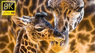 Giraffes Animals Collection in 8K HDR 60FPS ULTRA HD