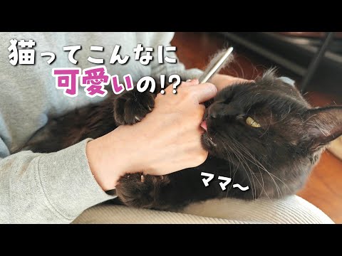 大切に育てられた猫だけが見せる驚きのサイン【苦手な爪切り編】　958話