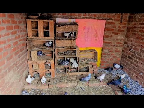 आज हमने अपने कबूतरों की जगह बदली हैं | pigeons vlog viral | कबूतर अच्छे हैं #viral #pigeon