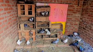 आज हमने अपने कबूतरों की जगह बदली हैं | pigeons vlog viral | कबूतर अच्छे हैं #viral #pigeon