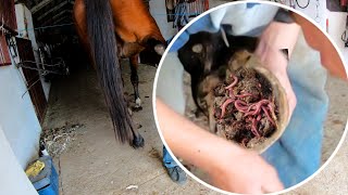 Hoof Cleaning Extravaganza: Witness the Masterclass in Action