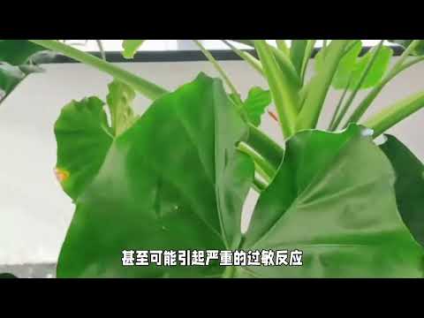 滴水观音观赏指南：美丽背后的危险