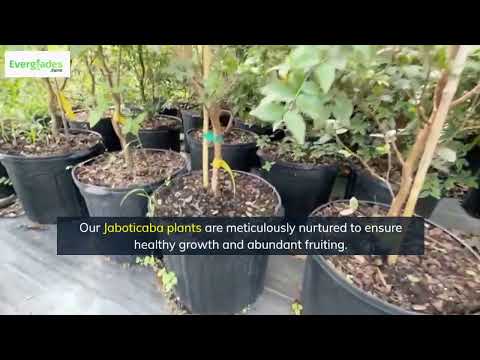 Ultimate Jaboticaba Plants | Everglades Farm’s Brazilian Beauty