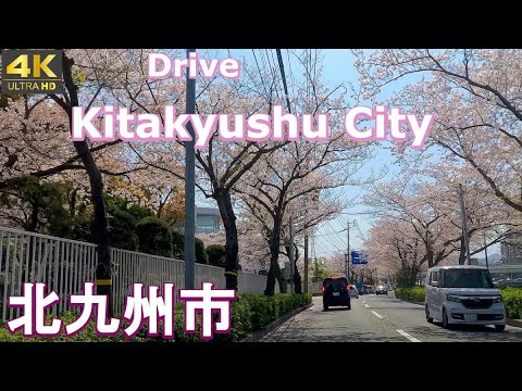 4K drive front car window video - Kitakyushu  City cherry blossoms in bloom, Fukuoka,  Japan