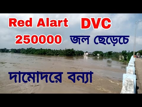 Damodar nodi bonna poristhiti | Damodar River 2024 | Dvc water release today 2024 | Dvc