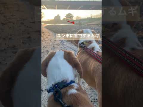 【ビーグル犬】散歩中工事中のユンボに警戒するムギ#shorts #ビーグル #犬 #いぬ #beagle #かわいい ＃散歩＃工事中#警戒