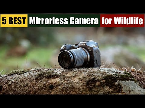 Best Mirrorless Camera for Wildlife of 2024