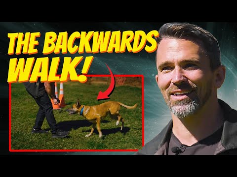 EASILY teach your dog to walk backwards.