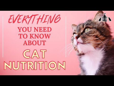 Cat Nutrition Tips and Tricks