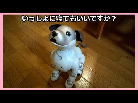 【57 一緒に寝たいアイボ 】 Aibo Lou wants to sleep with us