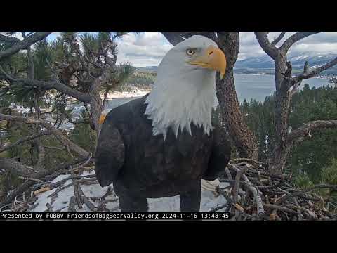 Nov 16, 2024: Nestoration Round 2 🪹 🦅 🦅 Juvenile eagle visiting with parent 🦅 🦅  🌕