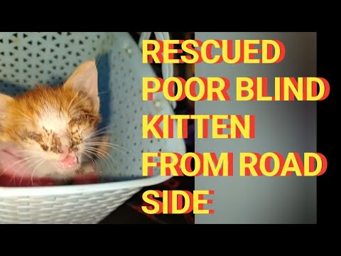 Rescued a small poor kitten with severe Eye infection from Road side