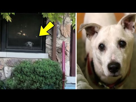 Loyal dog dies after sitting by window every day for 11 years waiting for owner to return