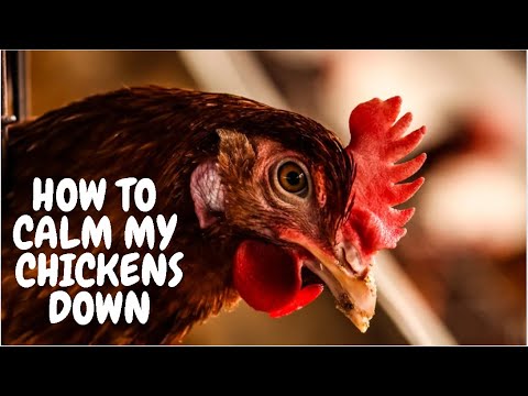 How To Calm My Chickens Down