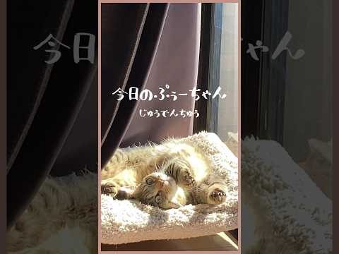 【日向ぼっこ猫】只今、充電中